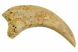 Fossil Raptor Hand Claw - Hell Creek Formation, Montana #330931-1